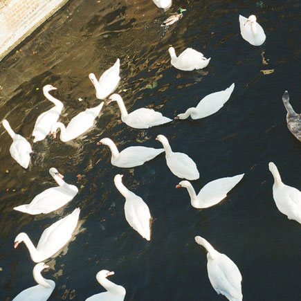 Antoinette Zwirchmayr