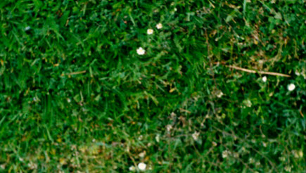 Blumen