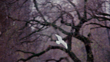 Hubschrauber Vogel