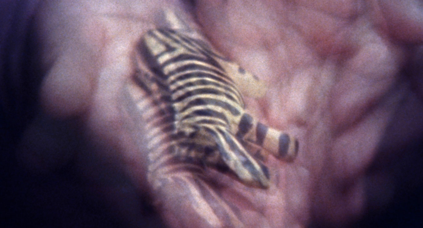 Siegfried Fruhauf_Flim Flam_courtesy sixpackfilm_03